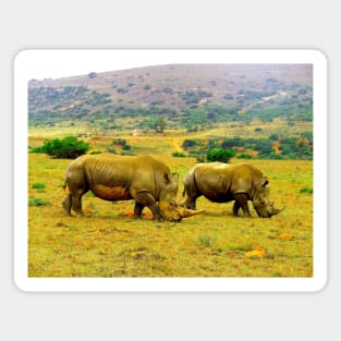 African Wildlife Photography Rhino Couple Magnet